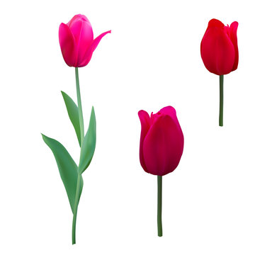 Tulips isolated on white background close up. Photo-realistic mesh vector illustration.