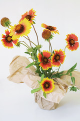 Echinacea red and yellow flowers