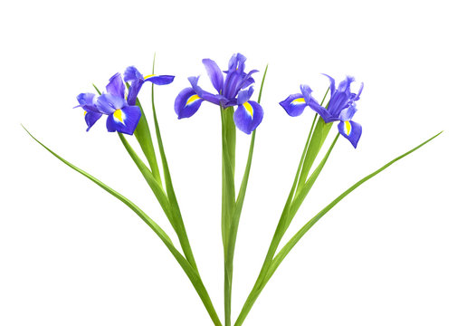 Nice purple iris