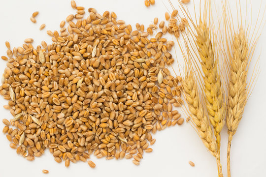 Wheat grains and spikelets wheat on a white background