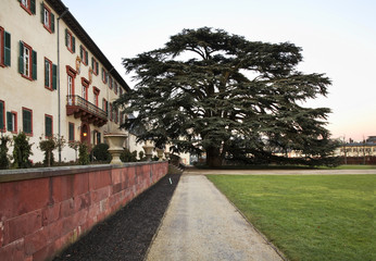 Lebanese cedar in Bad Homburg. Germany