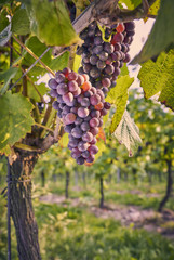 Raisins noirs poussant sur la vigne dans un vignoble anglais sur les South Downs