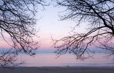 Fototapeta na wymiar Tree branches silhouette against the sky and sea