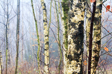 Fototapeta premium English woodland on a foggy misty morning
