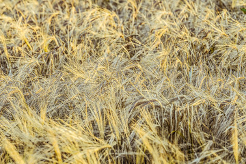 Ripe rye grains. Agricultural background with limited depth of field.