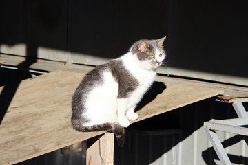 gray and white cat in anti flea collar sitting on a table at an outdoor market