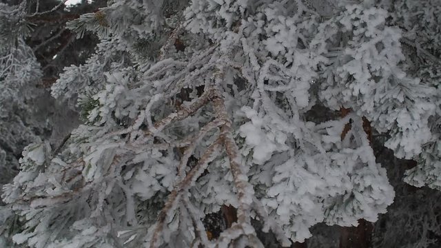 Snowy landscape of Madrid (Navacerrada)