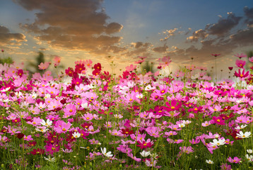 Obrazy  Kosmos pole kwiatów na tle wschodu słońca, kwiaty sezonu wiosennego