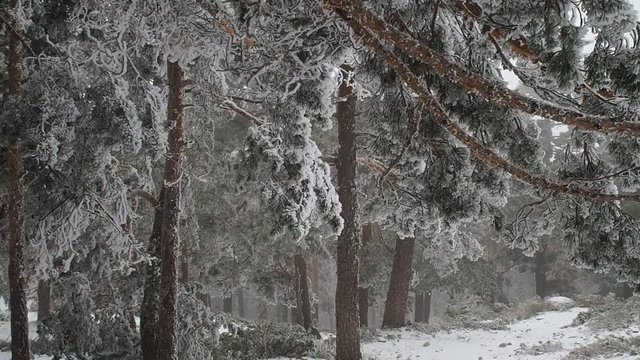 Snowy landscape of Madrid (Navacerrada)