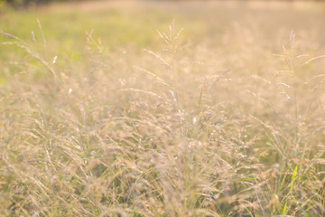 Fototapeta premium Forest meadow with wild grasses,Macro image with small depth of field,Blur background
