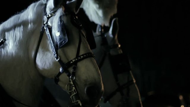 CU of two royal white horses harnessed to a carriage at night.