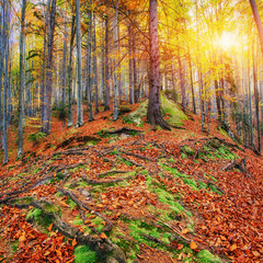 Huge stone in the forest area. Fantastic sunny day