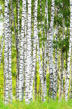 Fototapeta summer in sunny birch forest