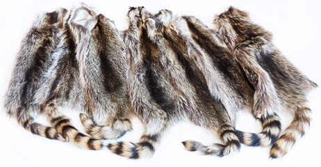 lot of natural raccoon pelts © vvoe