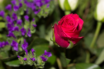 Red Rose in Boquet