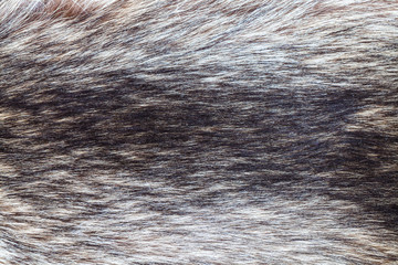 raccoon fur close up