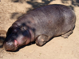 sleeping hippopotamus - obrazy, fototapety, plakaty