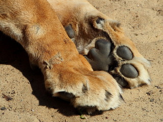 lion's paws  © ewelkamag