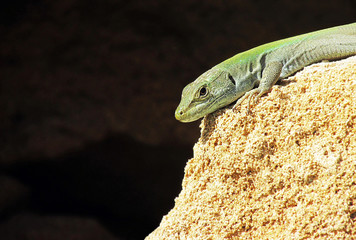 Sicilian wall lizard, Podarcis waglerianus, on a rough sandy rock isolated on black. - Powered by Adobe