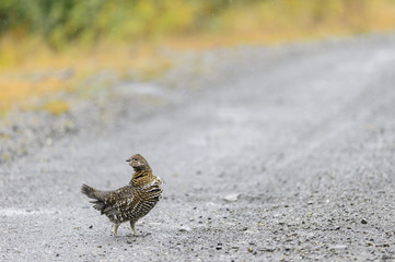 Female Spruce Grouse dirt road
