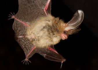 Long eared bat Plecotus auritus flying on dark night © Geza Farkas