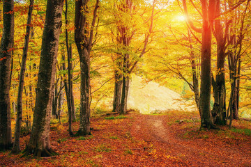 Forest Road in the autumn. Landscape. Ukraine. Europe