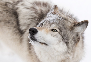Timber wolf or Grey Wolf (Canis lupus) isolated on white background walking in the winter snow in...