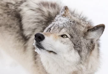 Crédence de cuisine en verre imprimé Loup Loup des bois ou loup gris (Canis lupus) isolé sur fond blanc marchant dans la neige d& 39 hiver au Canada