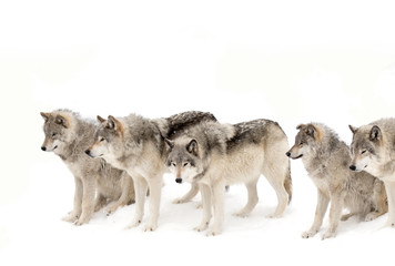 Timber wolves or Grey wolf pack isolated on a white background waiting to be fed in winter, Canada