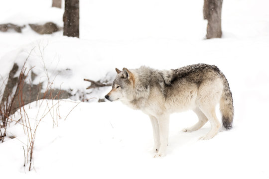 Timber wolf or Grey Wolf (Canis lupus) walking in the winter snow in Canada