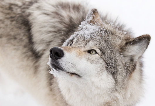Timber wolf or Grey Wolf (Canis lupus) isolated on white background walking in the winter snow in Canada