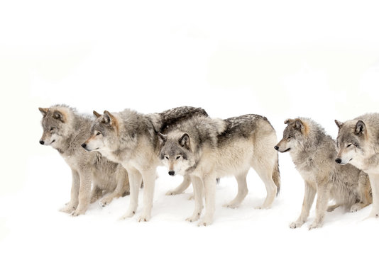 Fototapeta Timber wolves or Grey wolf pack isolated on a white background waiting to be fed in winter, Canada