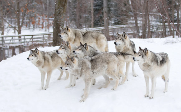 Timber wolves or Grey Wolf pack waiting to be fed in winter in Canada