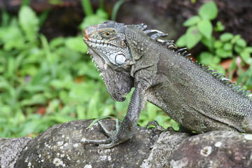 iguane
