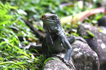 iguane