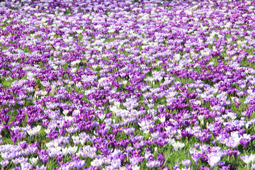 Crocuses on a field