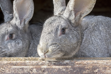 Grey rabbits looking outside through the cage