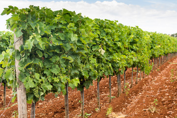 Fototapeta na wymiar A vineyard in the wine growing. Rows of green vines on brown ground. Summer agricultural landscape.