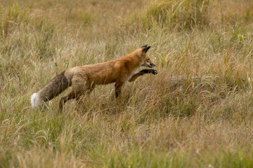 Red Fox Stalking dinner