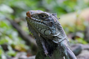iguane