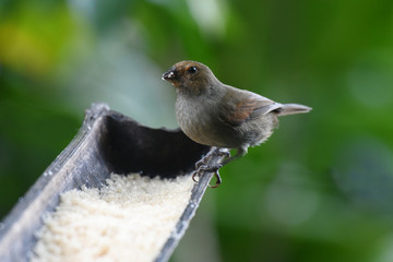 oiseau