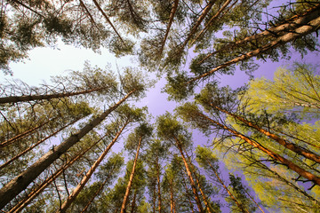 Spring sun magic bright forest beautiful sunny blue sky