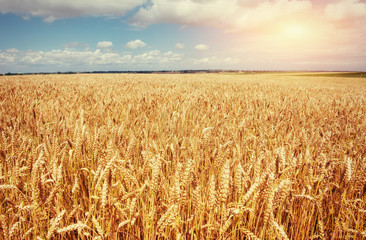 Naklejka premium meadow wheat under sky. Beauty world. Ukraine. Europe