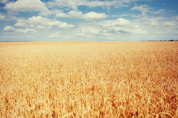 meadow wheat under sky. Beauty world. Ukraine. Europe