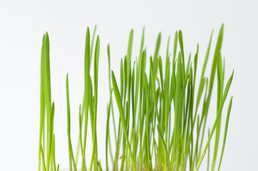 Green grass on a white background.