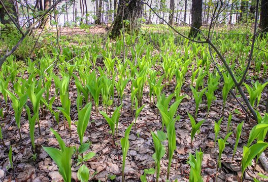 Fototapeta Spring sun magic bright forest beautiful lily of the valley