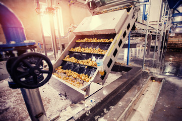 Naklejka premium Cleaned potatoes on a conveyor belt, prepared for packing