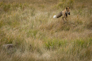 Pouncing Red Fox
