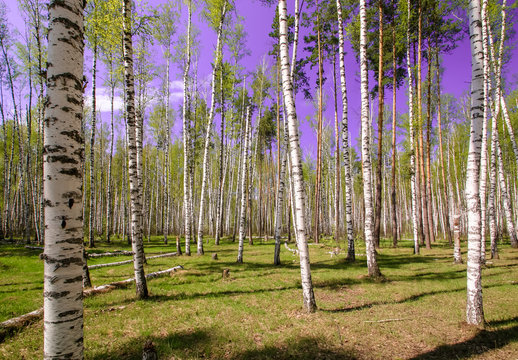 Fototapeta Spring sun magic bright forest beautiful sunny blue sky