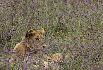 Lion Cub in Flowers